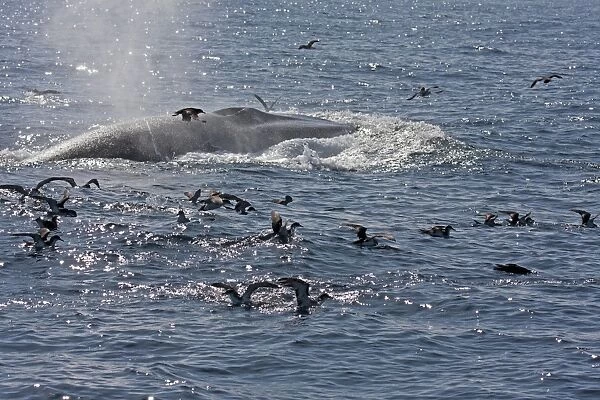 Manx Shearwater (Puffinus puffinus) flock, following Fin Whale (Balaenoptera physalus) at surface, Irish Sea, august