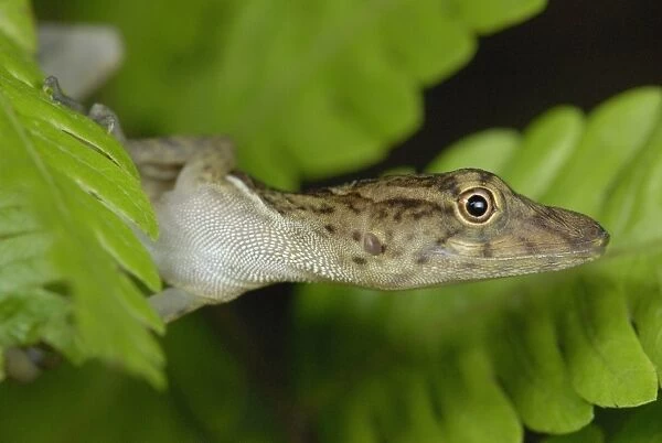 Many-scaled Anole (Norops polylepis) adult, close-up of head, clinging to leaf in rainforest, Corvovado N. P