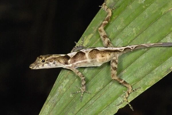 Many-scaled Anole (Norops polylepis) adult, resting on palm frond in primary rainforest, Corcovado N. P