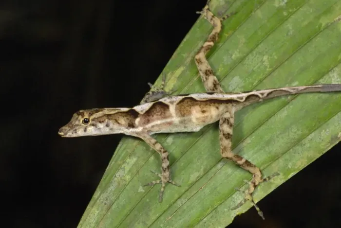Framed Print : Many-scaled Anole (Norops polylepis) adult, resting on palm frond in primary rainforest, Corcovado N. P
