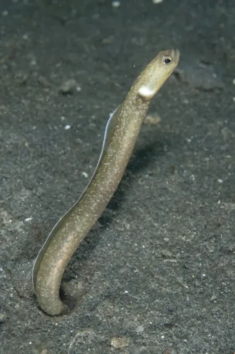 Framed Print : Many-toothed Garden Eel (Heteroconger perissodon) adult, emerging from hole, Lembeh Straits, Sulawesi, Sunda Islands Framed Print : Many-toothed Garden Eel (Heteroconger perissodon) adult, emerging from hole, Lembeh Straits, Sulawesi, Sunda Islands