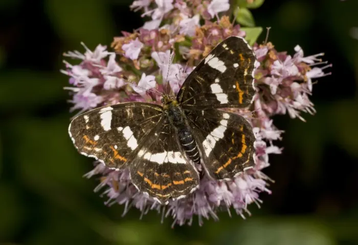 Framed Print : Map Butterfly (Araschnia levana) second generation (forma prorsa) adult, feeding on marjoram flowers, France, August Framed Print : Map Butterfly (Araschnia levana) second generation (forma prorsa) adult, feeding on marjoram flowers, France, August