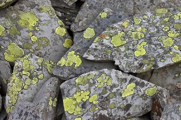 Map Lichen (Rhizocarpon geographicum) growing on hard acid rock of slate slabs, Cwm Orthin, Blaenau Ffestiniog