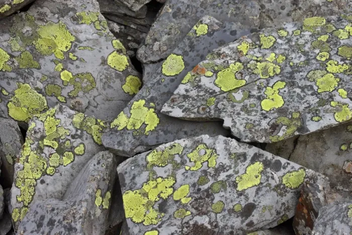 Framed Print : Map Lichen (Rhizocarpon geographicum) growing on hard acid rock of slate slabs, Cwm Orthin, Blaenau Ffestiniog Framed Print : Map Lichen (Rhizocarpon geographicum) growing on hard acid rock of slate slabs, Cwm Orthin, Blaenau Ffestiniog