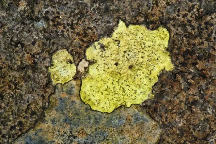 Framed Print : Map Lichen (Rhizocarpon geographicum) growing on rocks, England, april Framed Print : Map Lichen (Rhizocarpon geographicum) growing on rocks, England, april