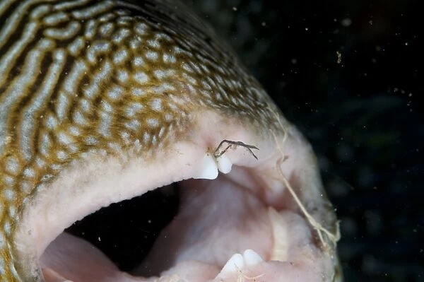 Map Pufferfish (Arothron mappa) adult, close-up of open mouth, with fishing hook and line caught between teeth