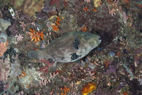 Map Pufferfish (Arothron mappa) adult, swimming over reef, Manado, Northeast Sulawesi, Indonesia