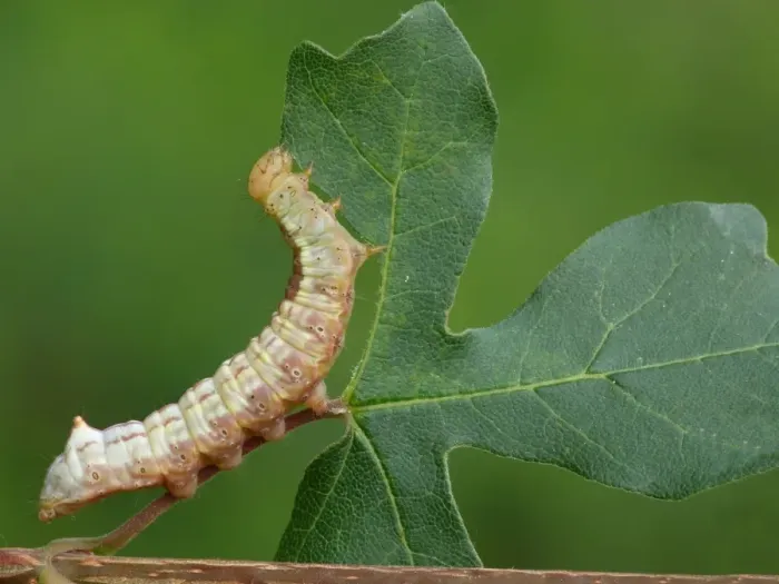 Framed Print : Maple Prominent (Ptilodontella cucullina) caterpillar, feeding on Field Maple (Acer campestre) leaf, Cannobina Valley Framed Print : Maple Prominent (Ptilodontella cucullina) caterpillar, feeding on Field Maple (Acer campestre) leaf, Cannobina Valley