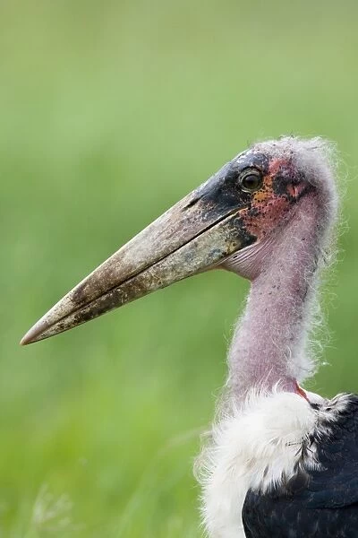 Marabou Stork (Leptoptilos crumeniferus) adult, close-up of head, Serengeti, Tanzania