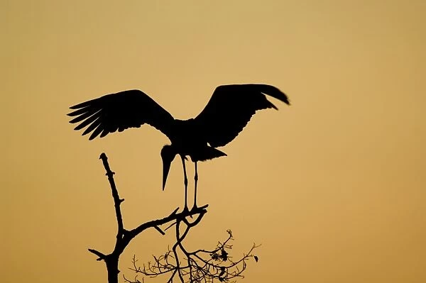 Marabou Stork (Leptoptilos crumeniferus) adult, with wings spread, silhouetted on branch at sunset, Tarangire N. P