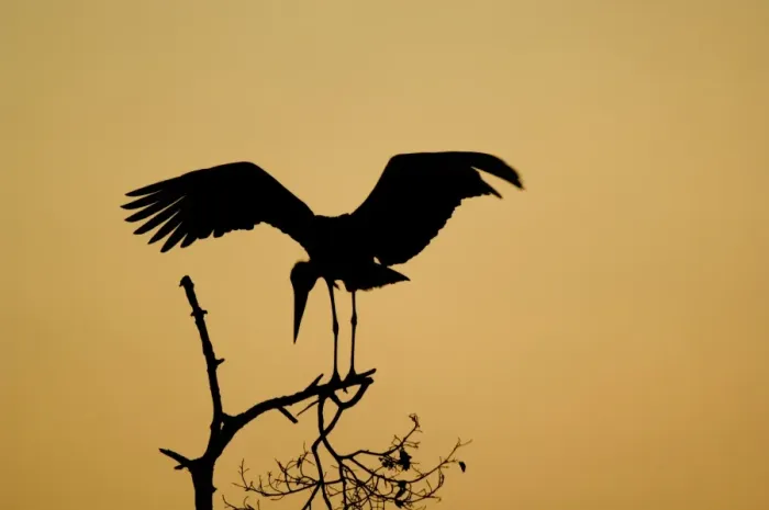Framed Print : Marabou Stork (Leptoptilos crumeniferus) adult, with wings spread, silhouetted on branch at sunset, Tarangire N. P Framed Print : Marabou Stork (Leptoptilos crumeniferus) adult, with wings spread, silhouetted on branch at sunset, Tarangire N. P