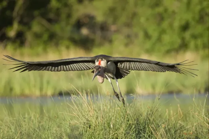 Framed Print : Marabou Stork (Leptoptilos crumeniferus) adult, in flight, landing in wetland, Okavango Delta, Botswana Framed Print : Marabou Stork (Leptoptilos crumeniferus) adult, in flight, landing in wetland, Okavango Delta, Botswana