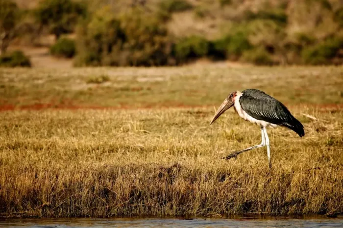Framed Print : Marabou Stork (Leptoptilos crumeniferus) adult, walking at edge of water, Chobe N. P. Botswana, July Framed Print : Marabou Stork (Leptoptilos crumeniferus) adult, walking at edge of water, Chobe N. P. Botswana, July