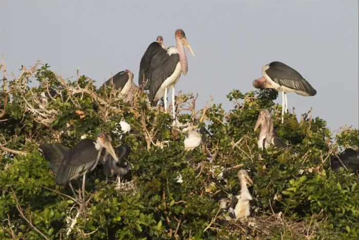 Framed Print : Marabou Stork (Leptoptilos crumeniferus) adults with chicks at nest, nesting colony in tree, Godikwe Lagoon, Okavango Delta, Botswana Framed Print : Marabou Stork (Leptoptilos crumeniferus) adults with chicks at nest, nesting colony in tree, Godikwe Lagoon, Okavango Delta, Botswana