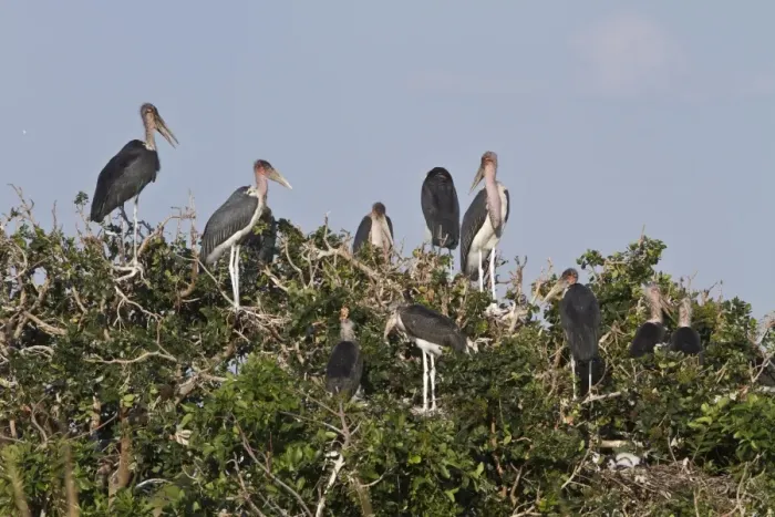 Framed Print : Marabou Stork nesting colony in the Okavango Delta Botswana. Marabous are a large wading bird in the stork family Framed Print : Marabou Stork nesting colony in the Okavango Delta Botswana. Marabous are a large wading bird in the stork family