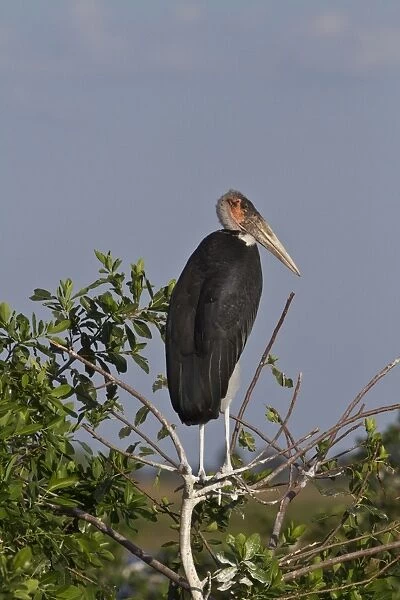 Marabou Stork Okavango Delta Botswana. Marabous are a large wading bird in the stork family Ciconiidae