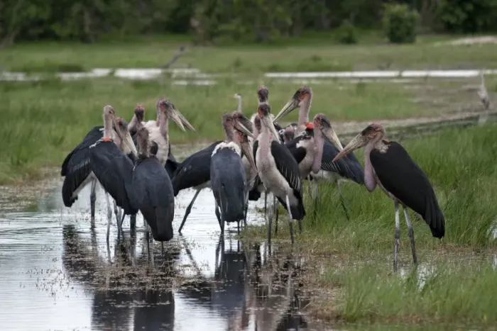 Framed Print : Marabou Storks group in the Okavango Delta Botswana. Marabous are a large wading bird in the stork family Ciconiidae