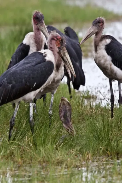 Framed Print : Marabou Storks surround a Mozambique Spitting Cobra