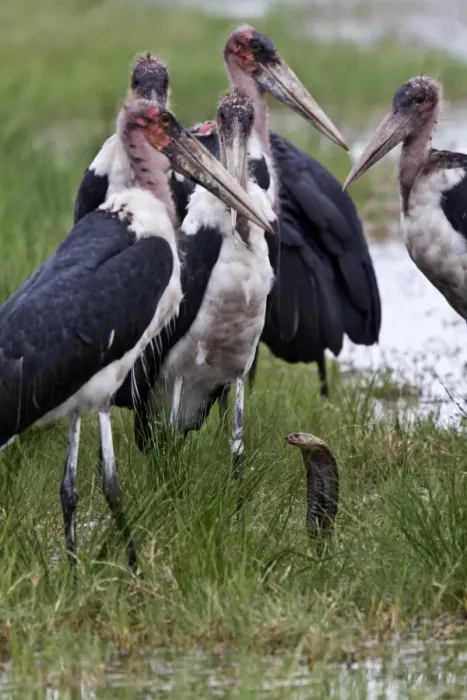 Framed Print : Marabou Storks surround a Mozambique Spitting Cobra Framed Print : Marabou Storks surround a Mozambique Spitting Cobra
