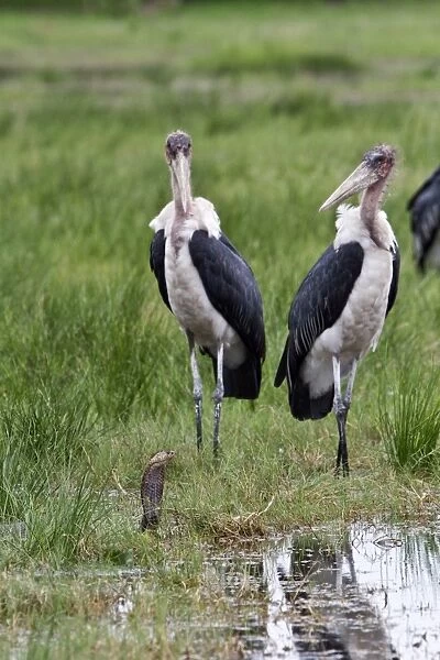 Marabou Storks surround a Mozambique Spitting Cobra