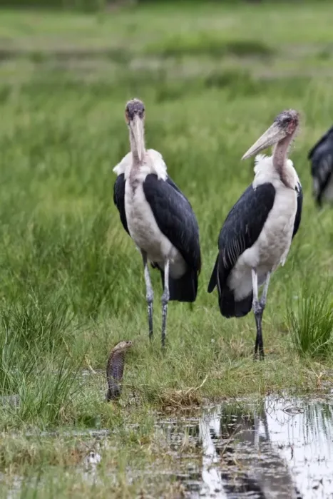 Framed Print : Marabou Storks surround a Mozambique Spitting Cobra Framed Print : Marabou Storks surround a Mozambique Spitting Cobra
