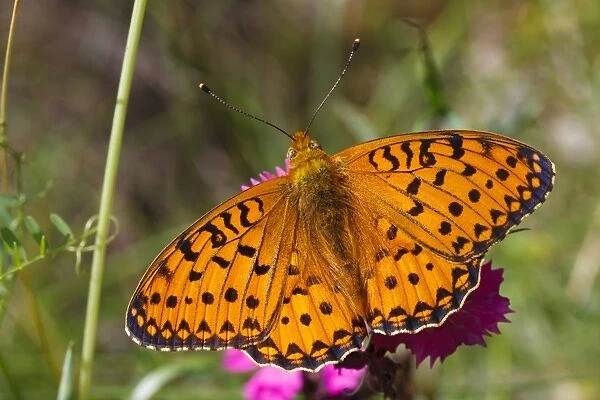 Marbled Fritillary (Brenthis daphne) adult male, resting on flower with wings open, Pyrenees, Ariege, France, June