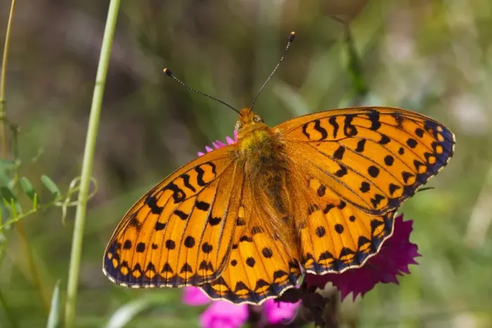 Framed Print : Marbled Fritillary (Brenthis daphne) adult male, resting on flower with wings open, Pyrenees, Ariege, France, June Framed Print : Marbled Fritillary (Brenthis daphne) adult male, resting on flower with wings open, Pyrenees, Ariege, France, June
