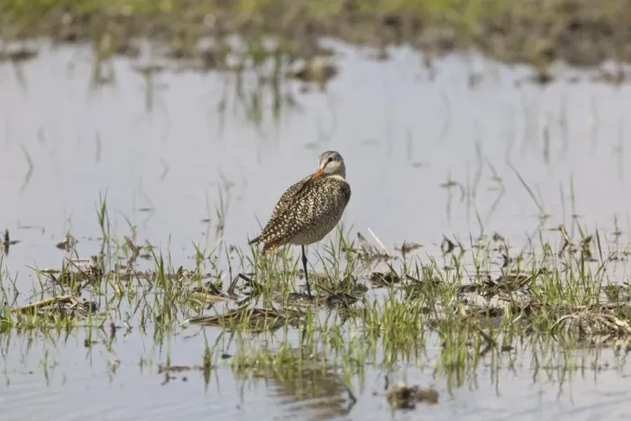 Framed Print : Marbled Godwit (Limosa fedoa) adult, breeding plumage, standing on one leg, in shallow water in field on prairie Framed Print : Marbled Godwit (Limosa fedoa) adult, breeding plumage, standing on one leg, in shallow water in field on prairie