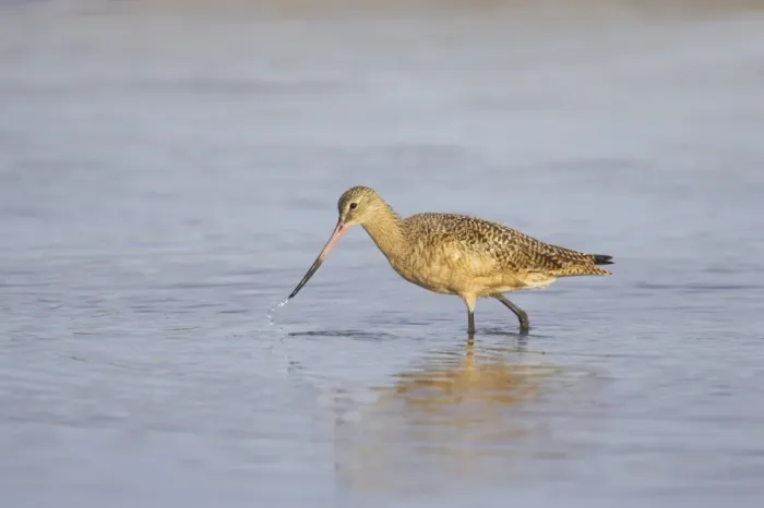 Framed Print : Marbled Godwit (Limosa fedoa) adult, winter plumage, feeding in shallow water, Fort de Soto, Florida, U. S. A Framed Print : Marbled Godwit (Limosa fedoa) adult, winter plumage, feeding in shallow water, Fort de Soto, Florida, U. S. A