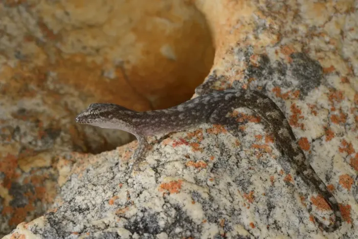 Framed Print : Marbled Leaf-toed Gecko (Afrogecko porphyreus) adult, resting on rock, South Africa, February Framed Print : Marbled Leaf-toed Gecko (Afrogecko porphyreus) adult, resting on rock, South Africa, February