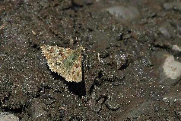 Marbled Skipper (Carcharodus lavatherae) adult, drinking minerals from damp soil, Hautes-Pyrenees, Midi-Pyrenees