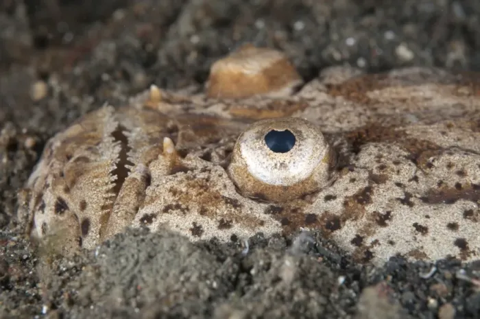 Framed Print : Marbled Stargazer (Uranoscopus bicinctus) adult, close-up of head, buried in black sand, Lembeh Straits, Sulawesi