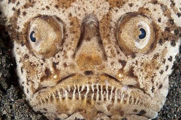 Marbled Stargazer (Uranoscopus bicinctus) adult, close-up of head, buried in black sand, Lembeh Straits, Sulawesi