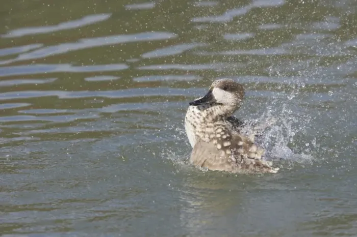 Framed Print : Marbled Teal (Marmaronetta angustirostris) adult, bathing, splashing water, Arundel W. W. T. (captive) Framed Print : Marbled Teal (Marmaronetta angustirostris) adult, bathing, splashing water, Arundel W. W. T. (captive)