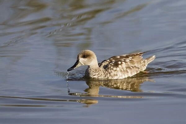 Marbled Teal (Marmaronetta angustirostris) adult, swimming and drinking, Albufera Reserve, Mallorca, Balearic Islands, Spain, may