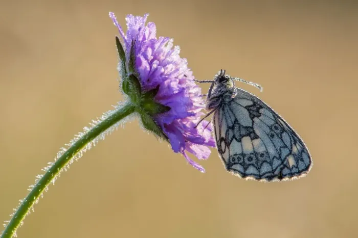Framed Print : Marbled White (Melanargia galathea) adult, roosting on Field Scabious (Knautia arvensis) flower Framed Print : Marbled White (Melanargia galathea) adult, roosting on Field Scabious (Knautia arvensis) flower