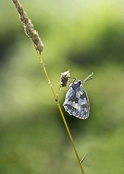 Marbled White (Melanargia galathea) adult, covered with early morning dew, resting on grass, Limousin, France, July