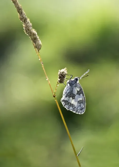 Framed Print : Marbled White (Melanargia galathea) adult, covered with early morning dew, resting on grass, Limousin, France, July Framed Print : Marbled White (Melanargia galathea) adult, covered with early morning dew, resting on grass, Limousin, France, July