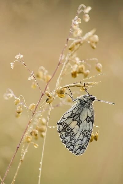 Marbled White (Melanargia galathea) adult, roosting on grass, in meadow on chalk downland at dawn, North Downs, Kent