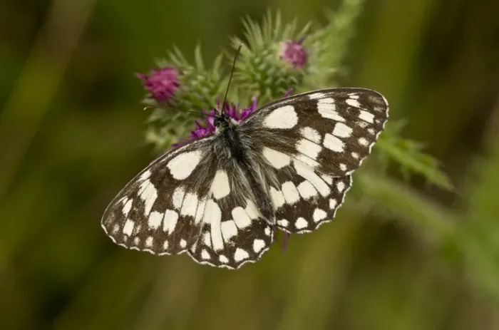 Framed Print : Marbled White (Melanargia galathea) adult, feeding on Welted Thistle (Carduus crispus) flowers