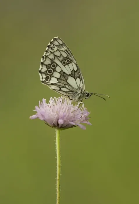 Framed Print : Marbled White (Melanargia galathea forma procida) adult, resting on flower, Bulgaria, July