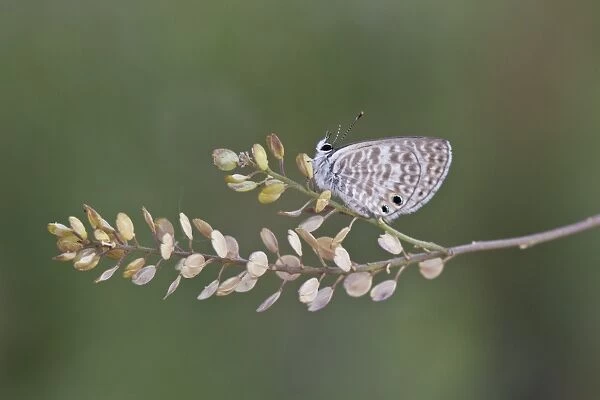 Marine Blue or Striped Blue (Leptotes marina) is a butterfly of the Lycaenidae family