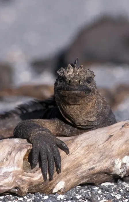 Framed Print : Marine Iguana (Amblyrhnichus cristatus) Mature male - Santa Cruz Is. Galapagos (T De Roy) 141057 Framed Print : Marine Iguana (Amblyrhnichus cristatus) Mature male - Santa Cruz Is. Galapagos (T De Roy) 141057
