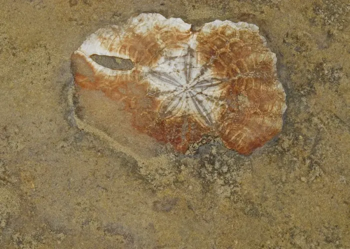 Framed Print : Marine invertebrate fossil, exposed in eroded coastal rock, Yehliu Geopark, Yehliu Promontory, Taiwan, April Framed Print : Marine invertebrate fossil, exposed in eroded coastal rock, Yehliu Geopark, Yehliu Promontory, Taiwan, April