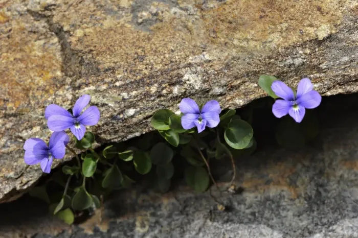 Framed Print : Maritime Alps Pansy (Viola valderia) flowering, growing in rock crevice, Maritime Alps, Piedmont, Italy