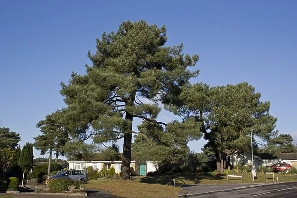 Maritime Pine (Pinus pinaster) habit, mature tree growing in housing estate, Christchurch, Dorset, England, December