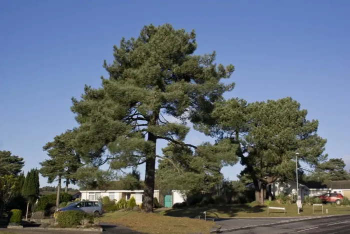 Framed Print : Maritime Pine (Pinus pinaster) habit, mature tree growing in housing estate, Christchurch, Dorset, England, December