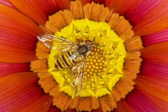 Framed Print : Marmalade Hoverfly (Episyrphus balteatus) adult, feeding on gazania flower, Essex, England, august
