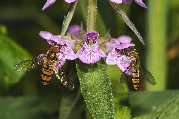 Marmalade Hoverfly (Episyrphus balteatus) two adults, feeding on Marsh Woundwort (Stachys palustris) flowers