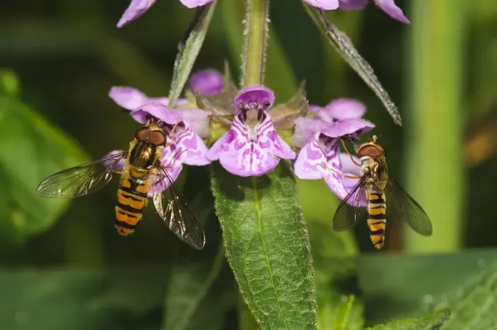 Framed Print : Marmalade Hoverfly (Episyrphus balteatus) two adults, feeding on Marsh Woundwort (Stachys palustris) flowers Framed Print : Marmalade Hoverfly (Episyrphus balteatus) two adults, feeding on Marsh Woundwort (Stachys palustris) flowers